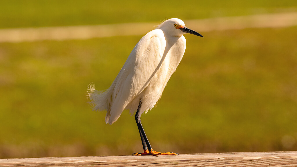 Snowy Egret! by rickster549