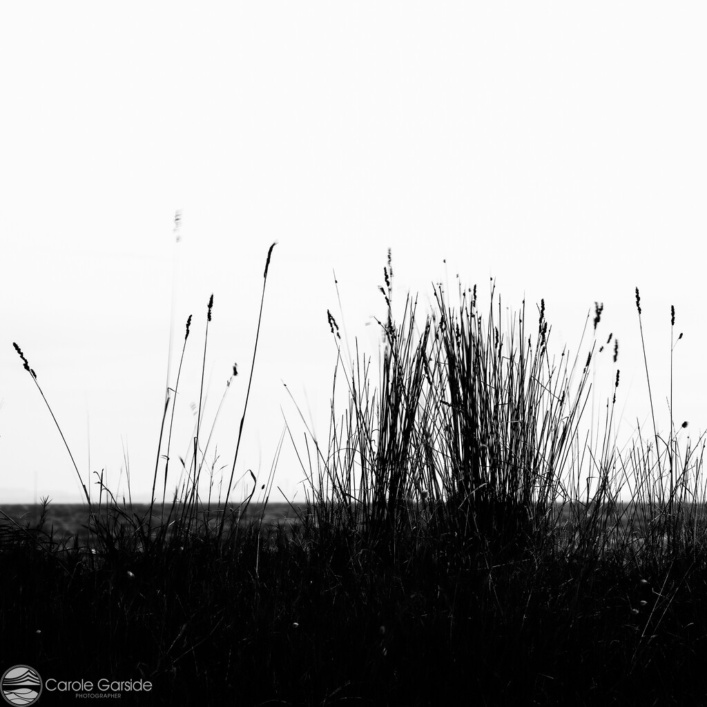 Sea Grass by yorkshirekiwi