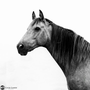 12th Mar 2022 - Gray Horse