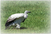 30th Mar 2022 - Cape Vulture 