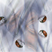 Lady bug by dkbarnett