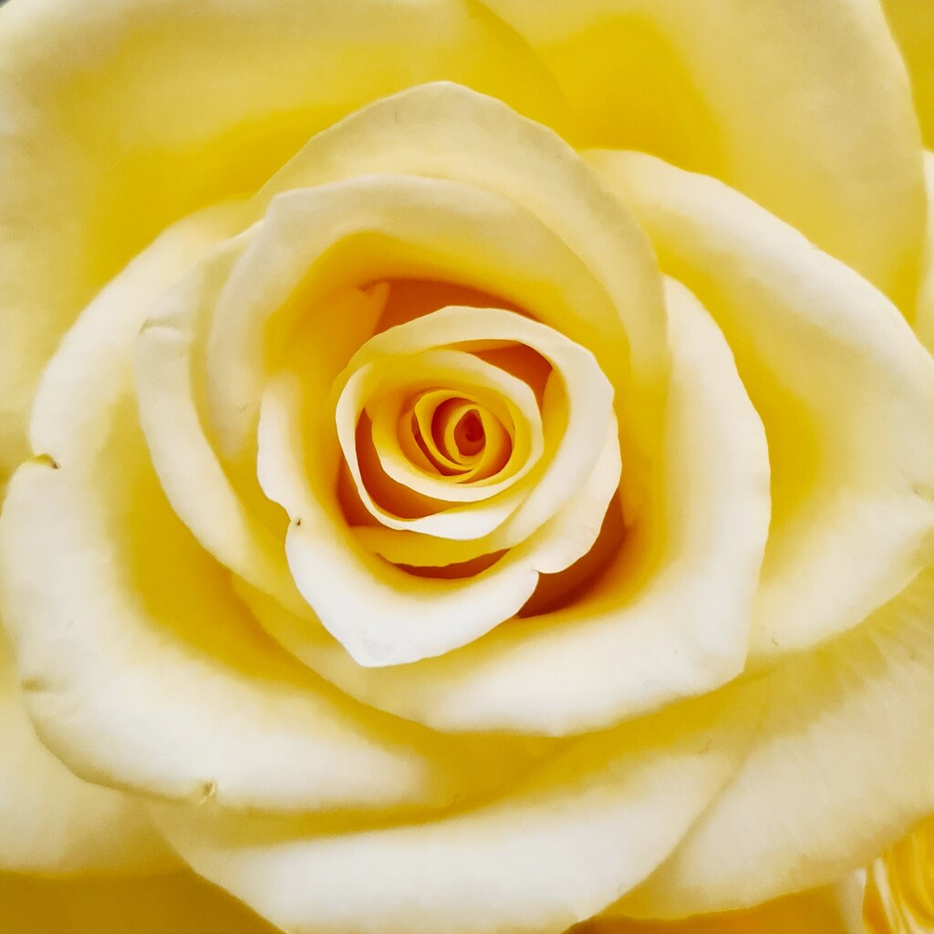 Yellow Rose by serendypyty