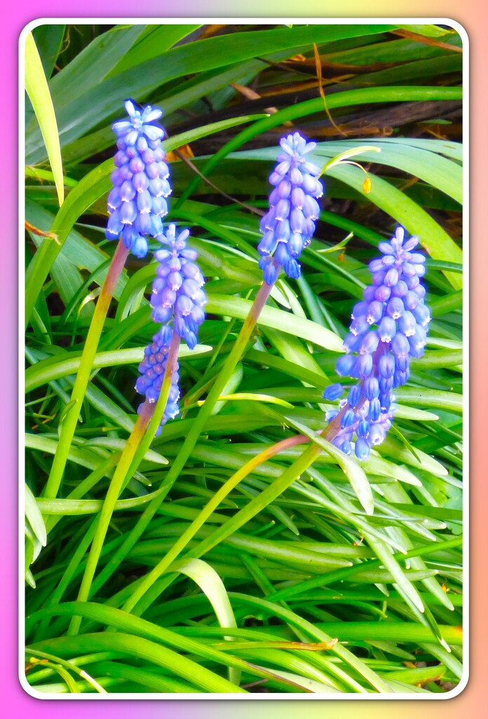 Grape Hyacinth  by beryl