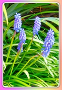 30th Mar 2022 - Grape Hyacinth 