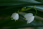 30th Mar 2022 - Snowdrops and bud...........