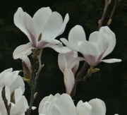 30th Mar 2022 - Another Magnolia shot