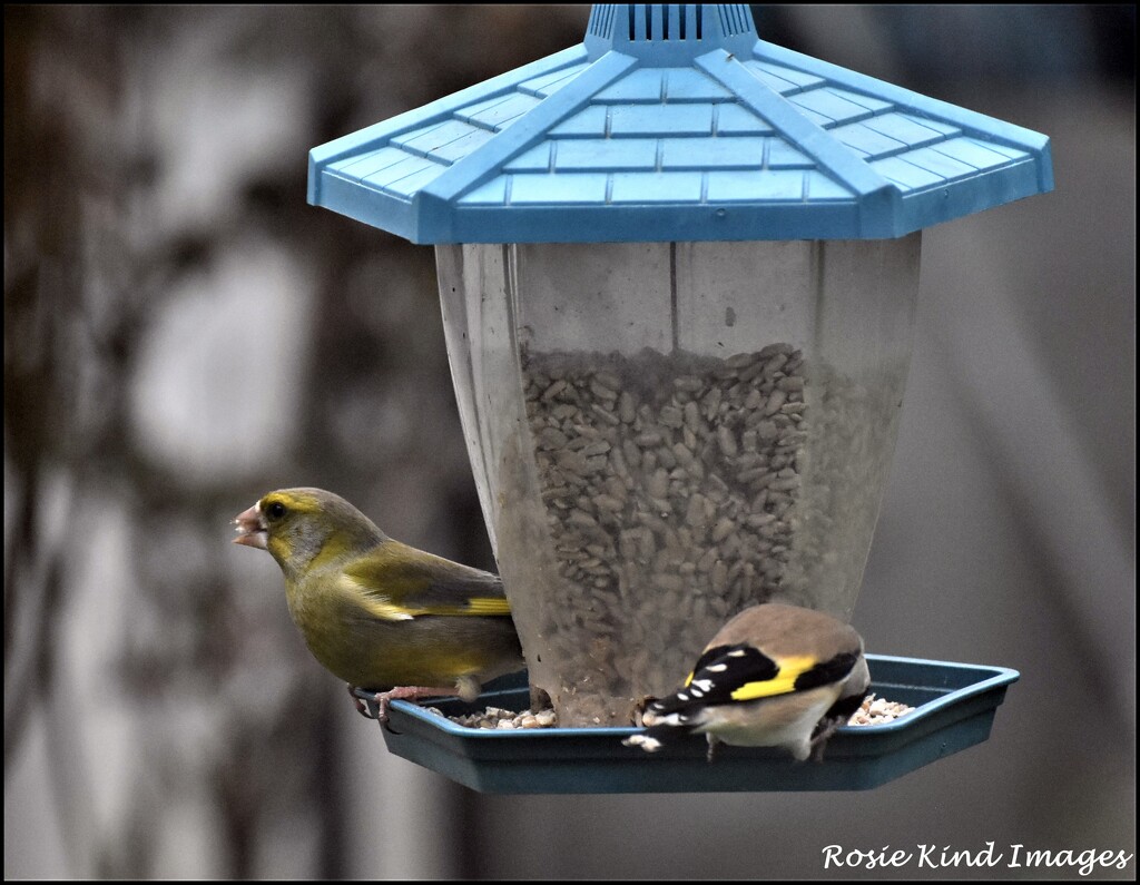 A pair of finches by rosiekind
