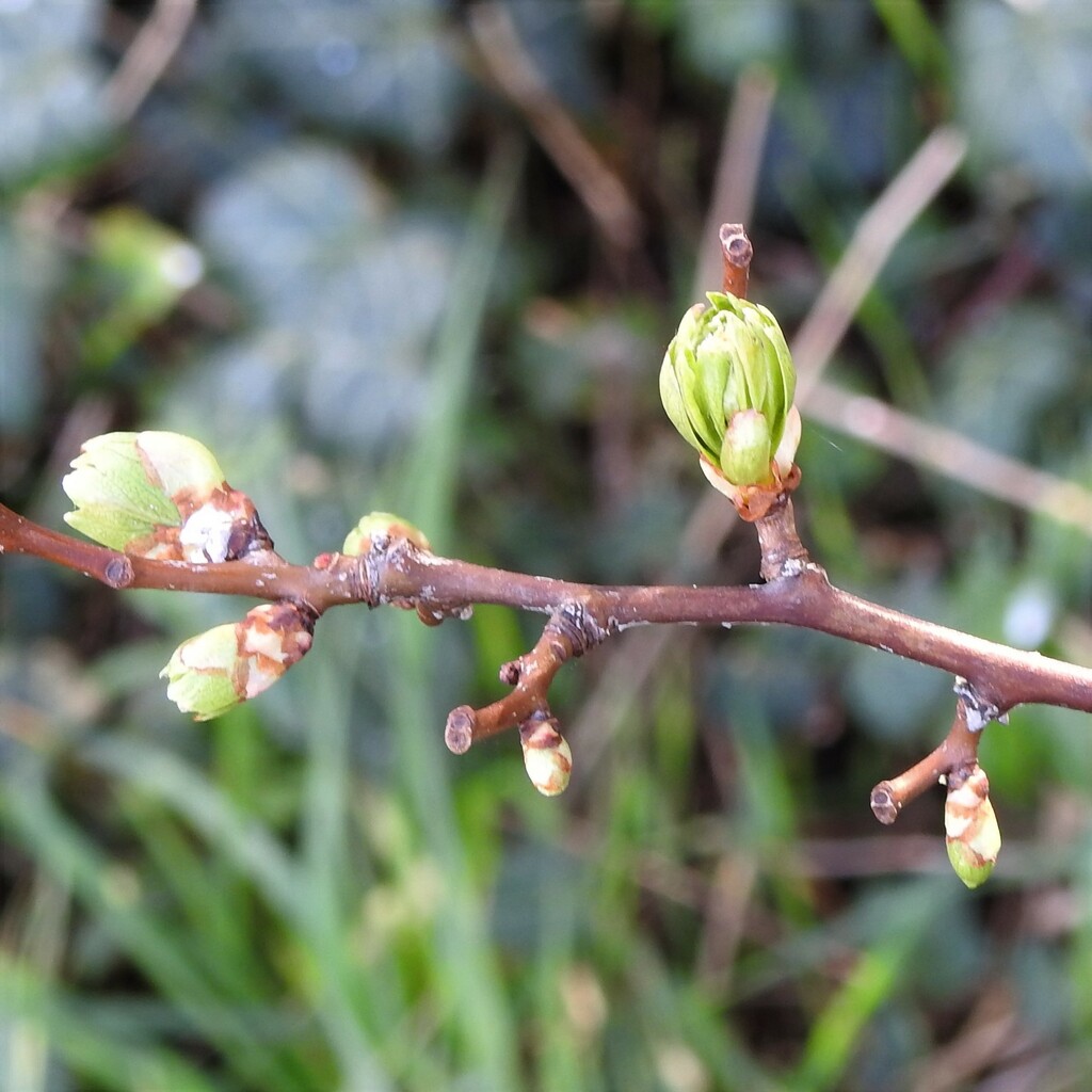 Opening Buds by oldjosh