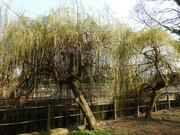 23rd Mar 2022 - Weeping Willows