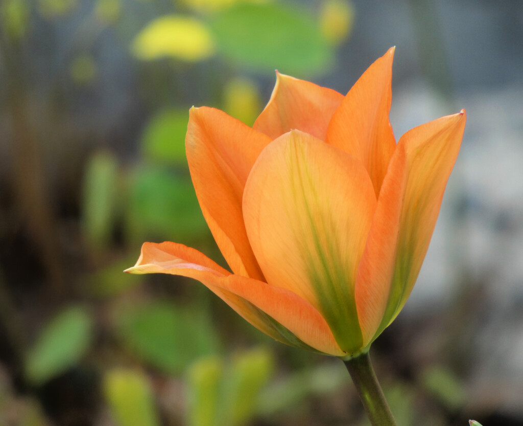 Tulip by seattlite