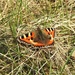 Tortoishell Butterfly by oldjosh