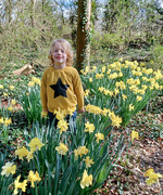 29th Mar 2022 - A star among the daffodils