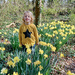 A star among the daffodils by busylady