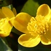 Marsh Marigold by fishers