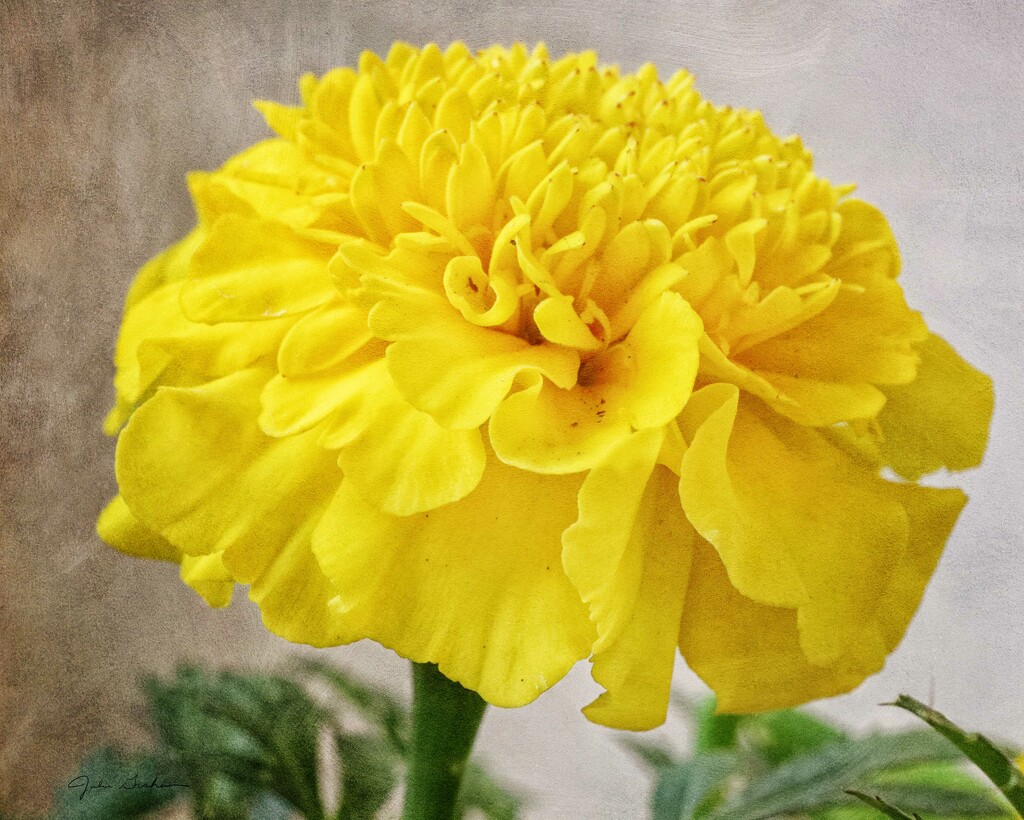 Yellow French Marigold by 2022julieg