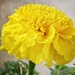 Yellow French Marigold by 2022julieg