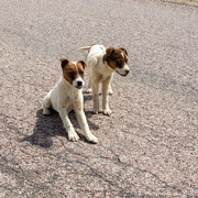 27th Mar 2022 - Rez dogs