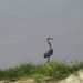 March 29 Blue Heron hunting on big pondIMG_5899 by georgegailmcdowellcom