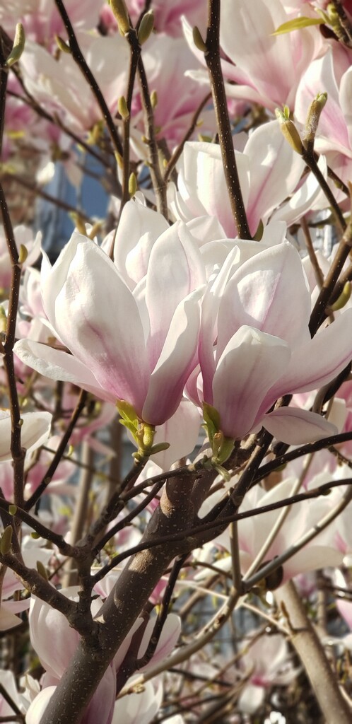 Magnificent magnolias by shine365