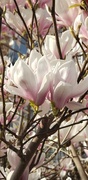 26th Mar 2022 - Magnificent magnolias