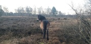 23rd Feb 2022 - Posing pony