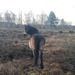 Posing pony by shine365
