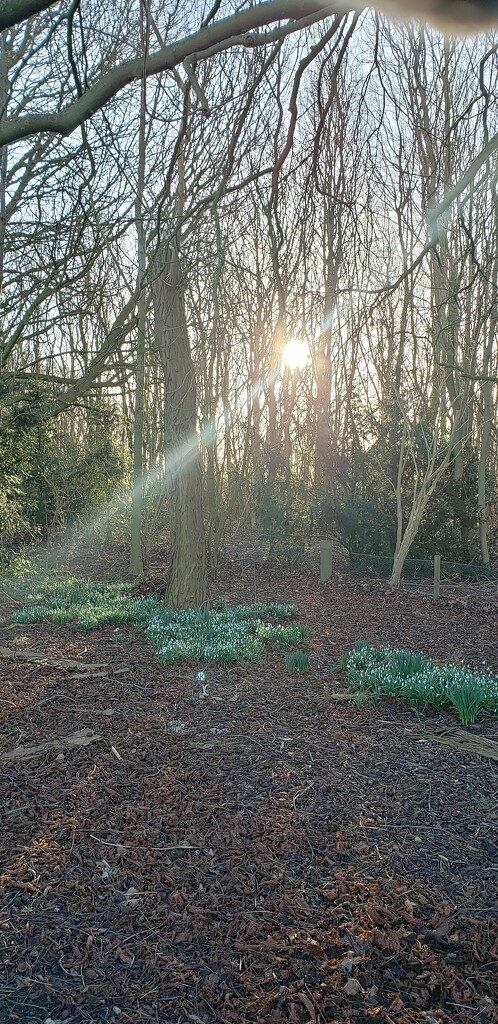 Snowdrops & sunlight by shine365