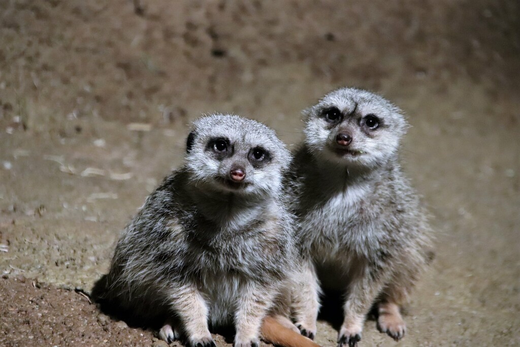 A Couple Of Meerkats by randy23