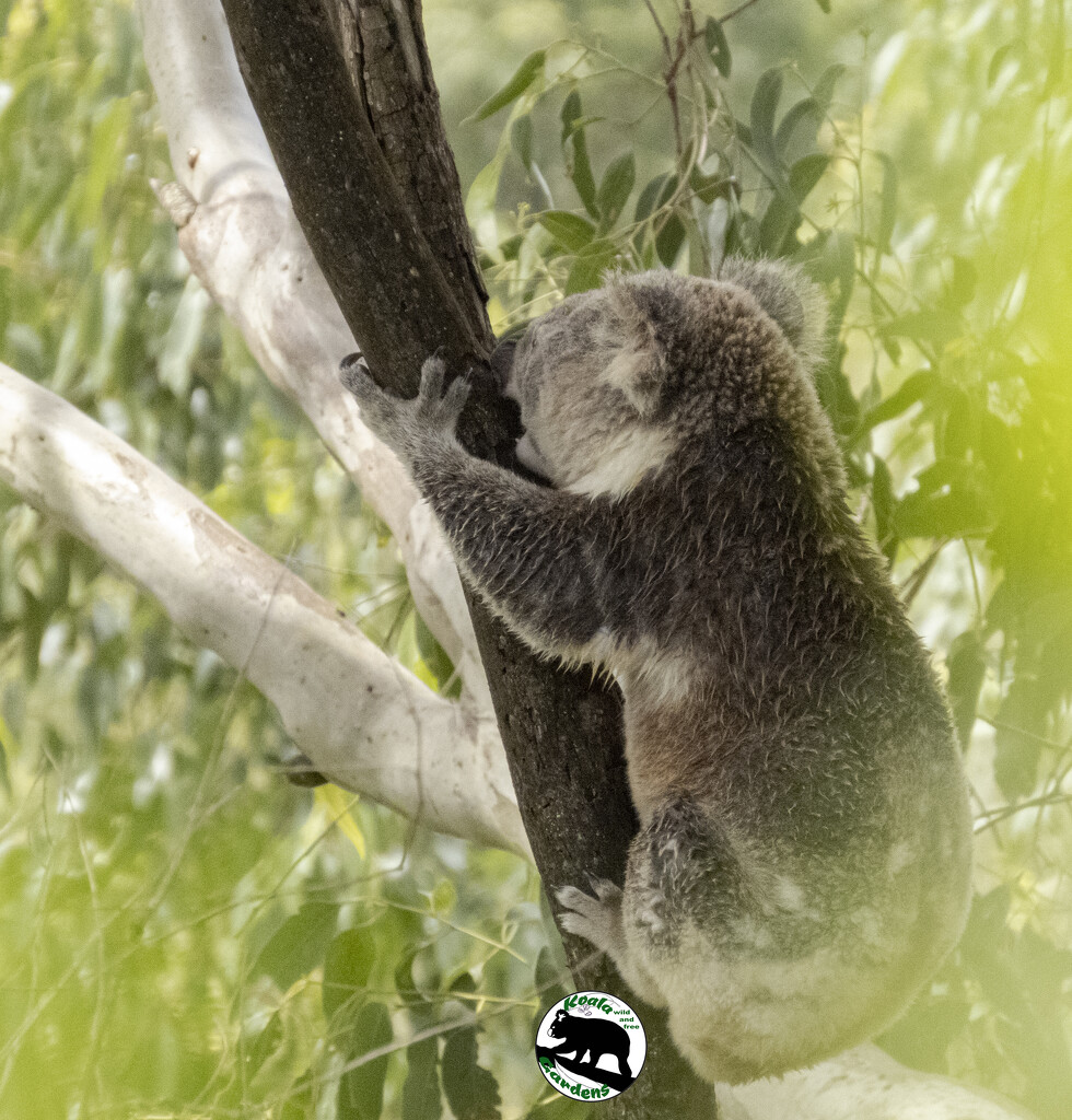 mmmm crunchy by koalagardens