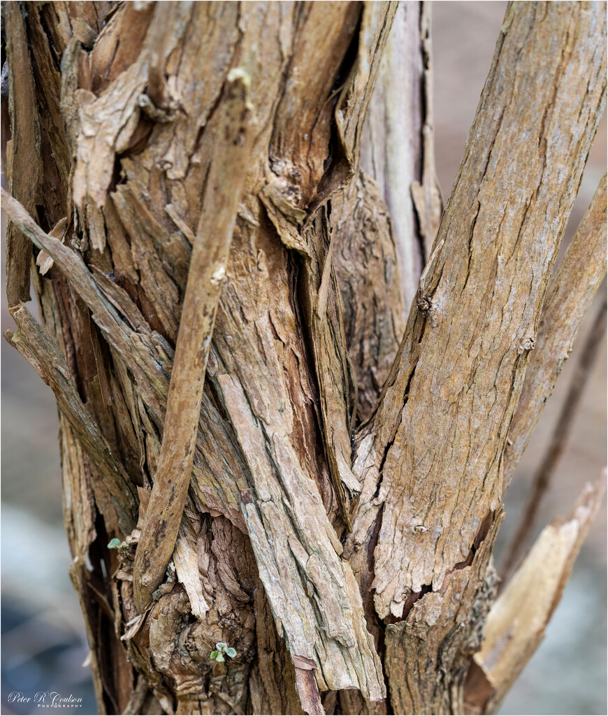 Shrub Bark Texture by pcoulson