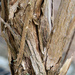 Shrub Bark Texture by pcoulson
