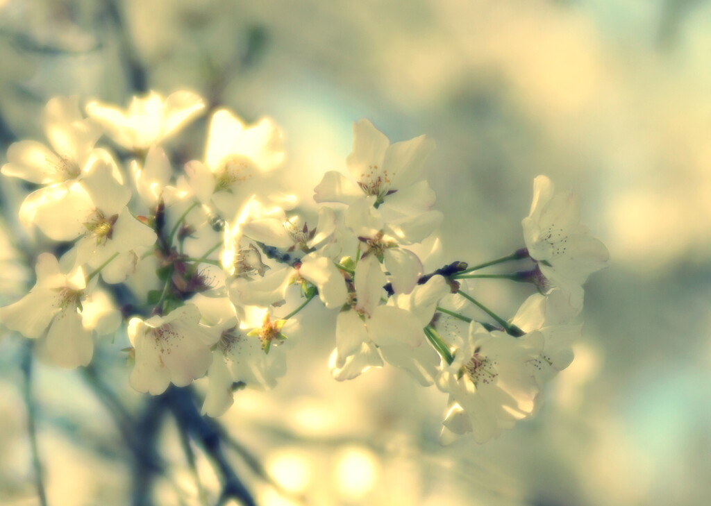 More cherry blossom joy... by sunnygirl