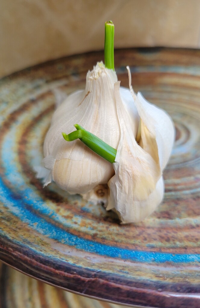 Garlic in Spring Fashions by kimmer50