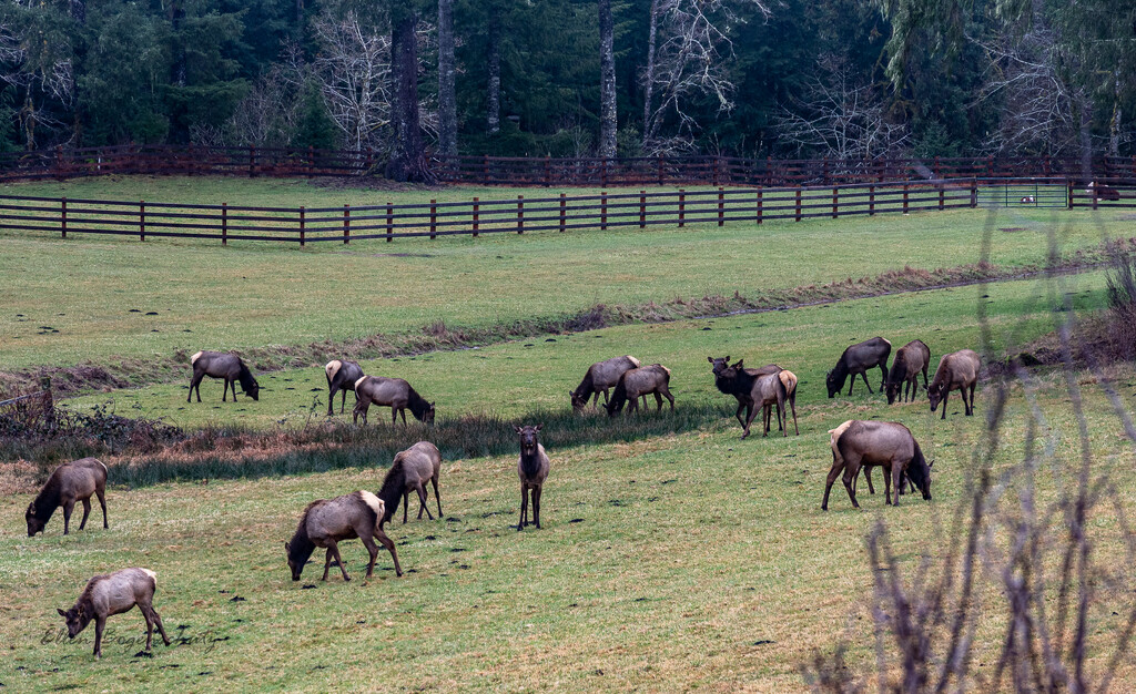 A Herd of Elk Does   by theredcamera