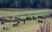 3rd Feb 2022 - A Herd of Elk Does  