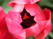 30th Mar 2022 - Pink Tulip