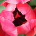 Pink Tulip by sfeldphotos