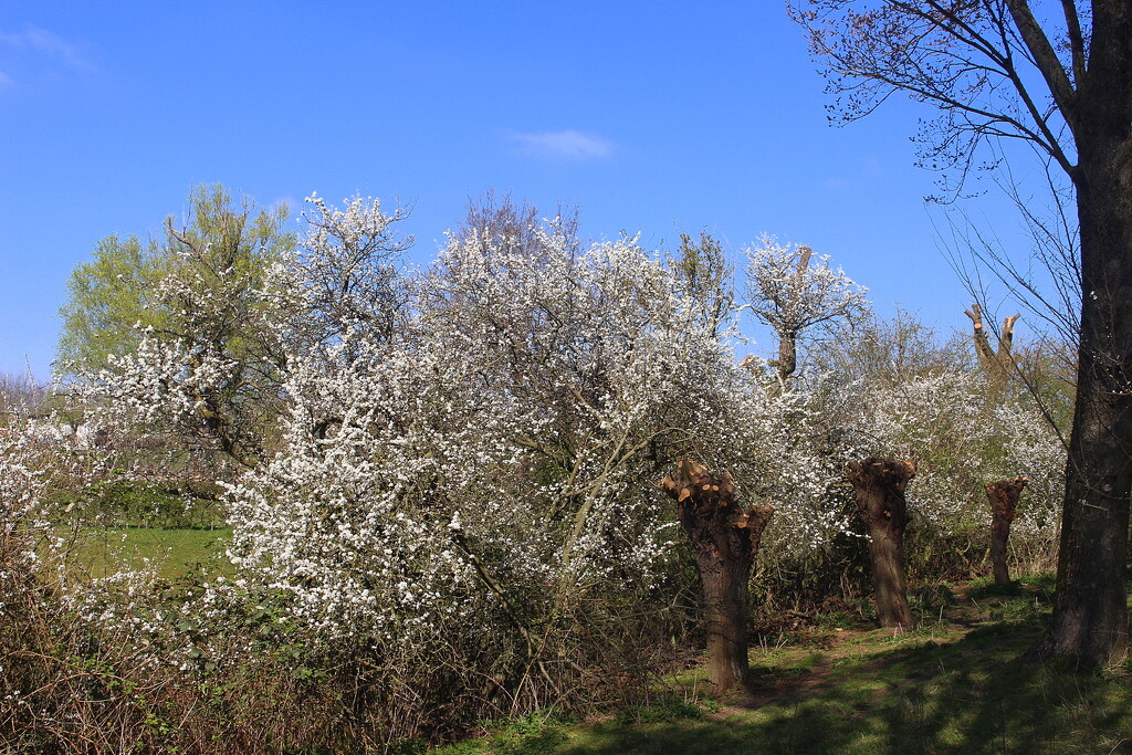 Blackthorn - Prunus spinosa by pyrrhula