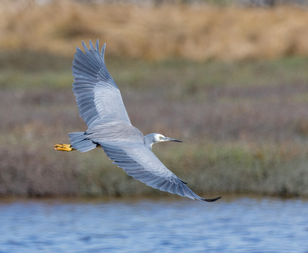 White faced Heron Gliding into land by creative_shots