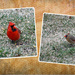 Cardinal family by larrysphotos