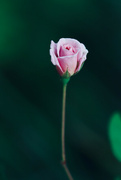 24th Mar 2022 - A single rose