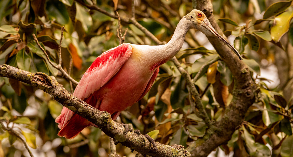 Roseate Spoonbill! by rickster549