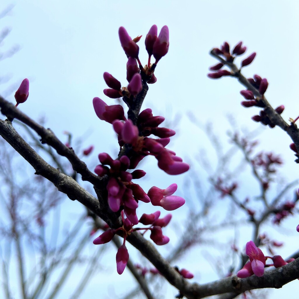 Late March Buds by 365canupp
