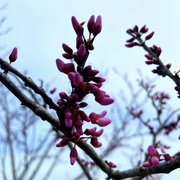 30th Mar 2022 - Late March Buds