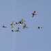 Northern Shoveler Flyby by cwbill
