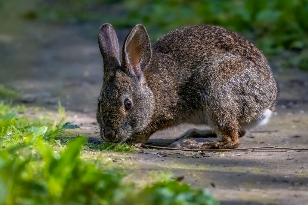 Brush Rabbit  by nicoleweg