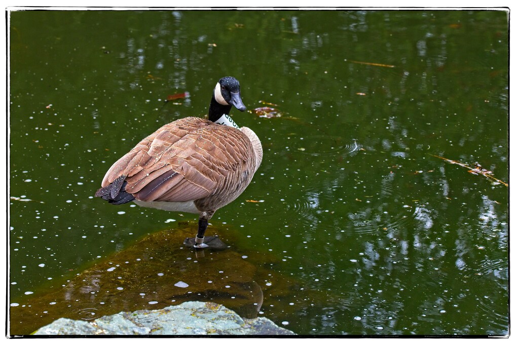 Canada Goose by jnr