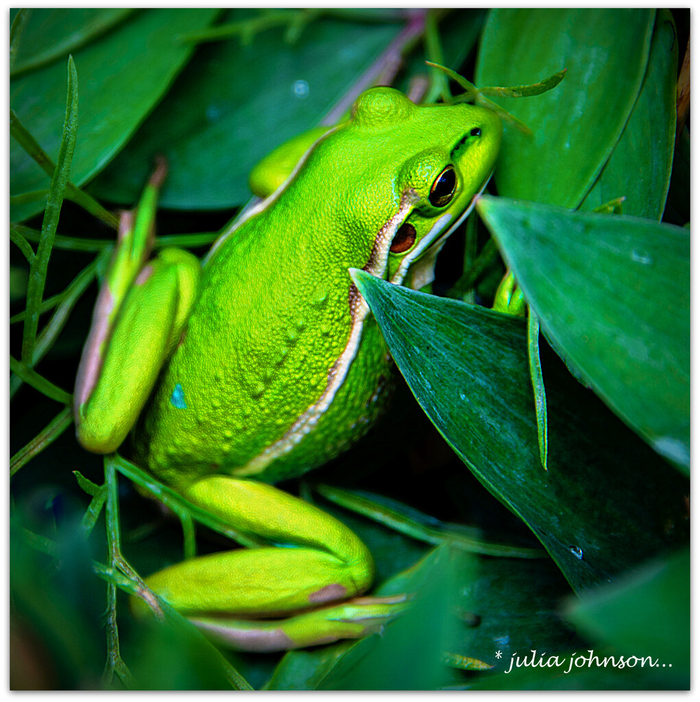 Rainbow #31 Green..  Green Bell Frog.. by julzmaioro