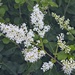 Chinese Privet by wh2021