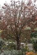 31st Mar 2022 - Blossom and snow